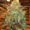 Strawberry D-Lite regular (Sagarmatha Seeds)