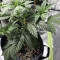 Wedding Gelato feminized seeds