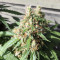 AK420 Autoflower strain