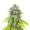 Bruce Banner # Feminized Seeds (AlphaFem Seeds)