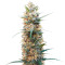 Chemdog Autoflower (Herbies Seeds)