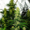 Crazy Miss Hyde Seeds