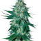 Graines de cannabis El Alquimista (Samsara Seeds)