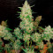 Extreme Impact Auto Seeds