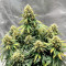 Graines féminisées de Gorilla Girl XL Auto (Sweet Seeds)