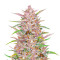 Semi Femminizzati Gorilla Punch Auto (Fast Buds)