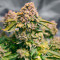 Grand Daddy Purple Fast Version Feminized Seeds (Easy Grow Seeds)