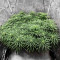Sementes Feminizadas de Jack Herer (Seedkeepers)