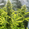 Kosher Kush 66 Autoflower Feminized Seeds (EGS)