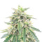 Northern Lights Auto (Expert Seeds)