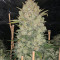 Original Auto OG Kush Seeds