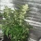 Tangie'matic Seeds