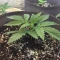 Tangie'matic Seeds