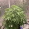 Vente de graines de cannabis LSD-25 Auto (Fast Buds)