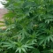 Eleven Roses Seeds (Delicious Seeds) - Cannabis Strain Seeds for Sale