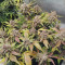 Purple Punch Seeds (Fast Buds) - Cannabis Strain Seeds for Sale