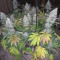 Acapulco Gold Seeds