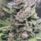 Strawberry Gum feminized seeds for sale