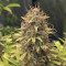 Dr. Bruce Banner CBD sementes feminizadas à venda: informações e comentários