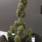 Critical Kush Auto (Barney's Farm)