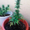 Wedding Cake Auto feminized seeds for sale by Original Sensible Seeds