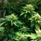 Venta de Green Crack (Humboldt Seeds Organization) | Semillas de marihuana feminizadas