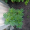 DDoS #33 Seeds (Herbies Seeds) - Cannabis Strain Seeds for Sale