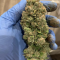 Auto Orange Bud Seeds (Dutch Passion) - Cannabis Strain Seeds for Sale