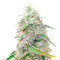 Sour Diesel (Herbies Seeds)