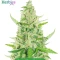 Autopilot Harvest Bundle #1