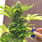 Fruity Juice regular (Sensi Seeds)