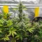 Fugue State Auto (Mephisto Genetics)