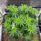Graines féminisées de G13 Genius (Brothers Grimm Seeds)