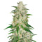 Sementes feminizadas Gelato Auto (Fast Buds)
