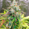 GG#4 Original Glue Auto Seeds