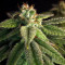 Grandaddy Purple Seeds - Cannabis Strain Seeds for Sale