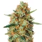 Himalaya Gold Seeds