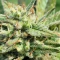 Kush Mints Fast Version Feminized Seeds (Seedkeepers)