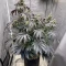 Semillas Feminizadas Mandarin Cookies R1 V2 (Ethos Genetics)