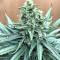 Mozzarella feminized seeds