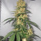 Northern Haze Express Auto (Positronics Seeds)