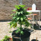 Original Juan Herer (Delicious Seeds)