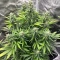 Original Moby Dick Auto Seeds