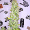 Semi femminizzati Panama (CannaBioGen)
