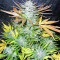Graines de cannabis Panama (CannaBioGen)