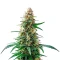 Permanent Marker Auto Seeds
