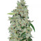 Graines de cannabis Purple Mexican (CannaBioGen)