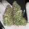 Semi Femminizzati Purple Punch (Barney's Farm)