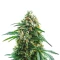 Scrambler Haze Seeds