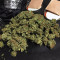 Graines de cannabis Trippy Gorilla Autoflowering (Big Head Seeds)